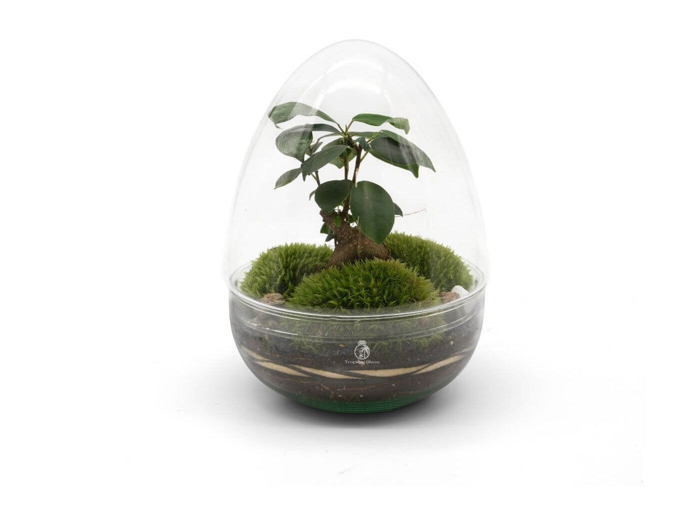 A clear, egg-shaped glass terrarium houses a small bonsai tree with lush green leaves, surrounded by vibrant green bun moss and decorative stones. The terrariums base features layers of soil, creating a miniature indoor garden display.