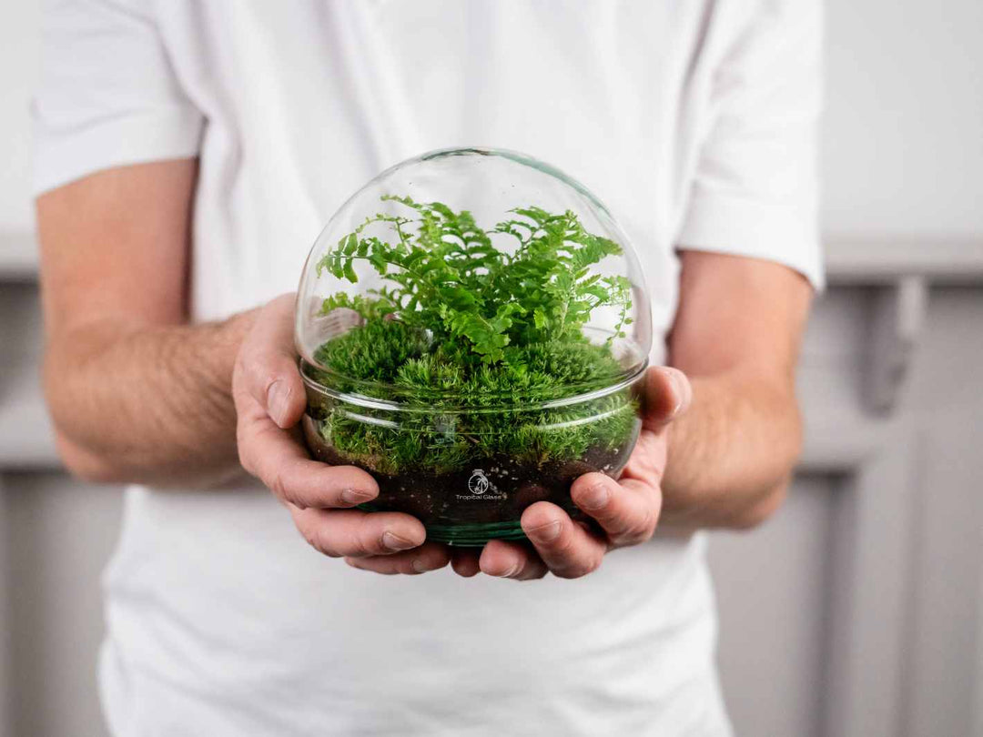 Small desk terrarium with fern plant