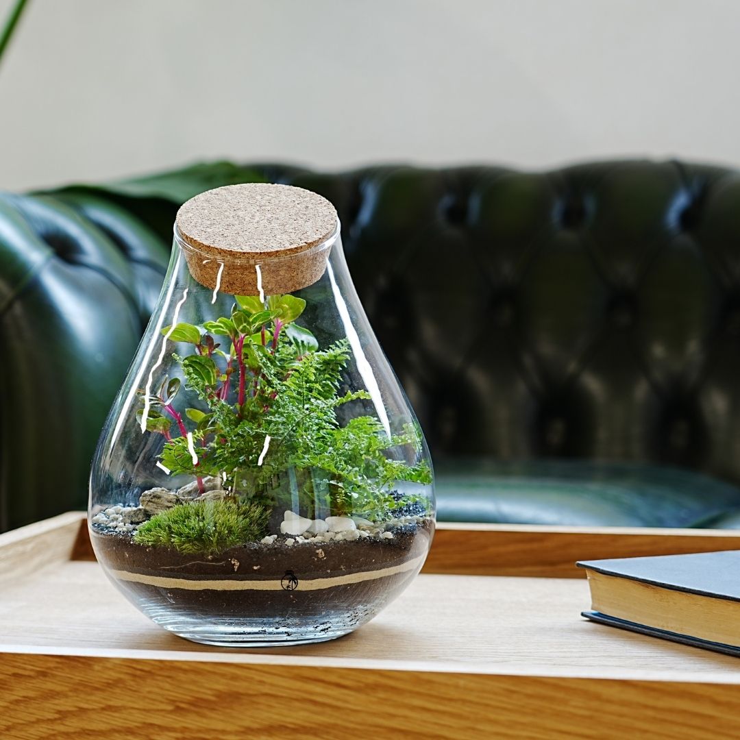 A close-up of a teardrop-shaped glass terrarium filled with lush greenery, including ferns and small plants, resting on a wooden tray.