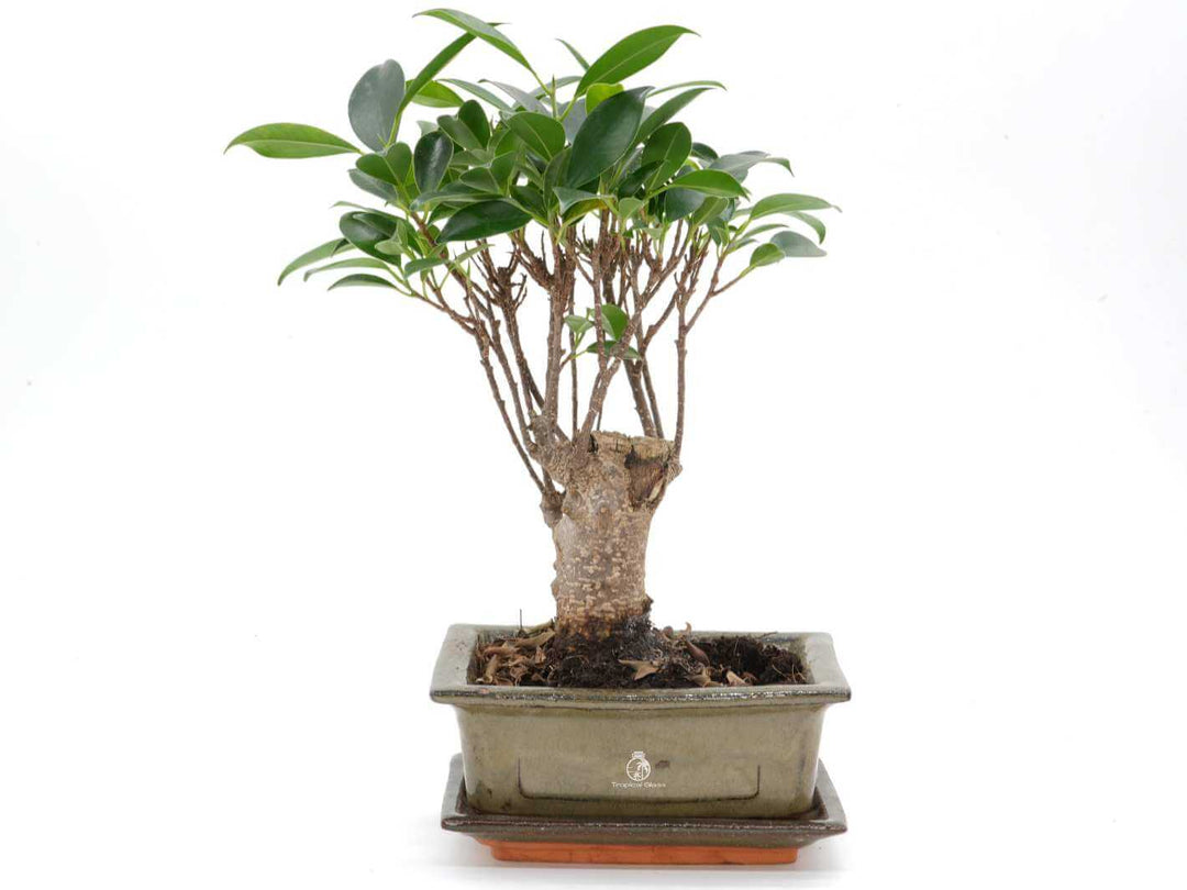 Ficus Retusa bonsai tree in ceramic pot with saucer, 5 years old indoor plant