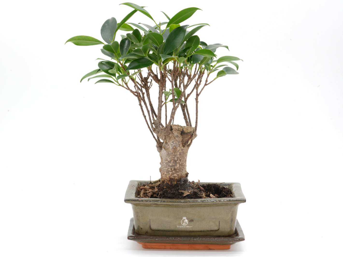 Ficus Retusa bonsai tree in ceramic pot with saucer, 5 years old indoor plant