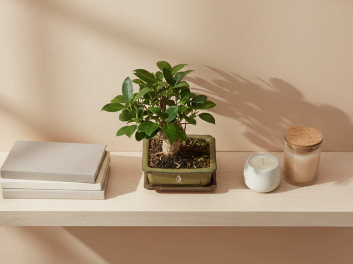 Ficus Retusa bonsai displayed on shelf, perfect for home or office décor
