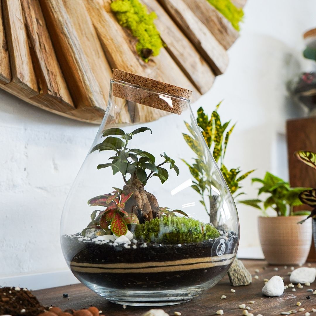 A beautifully crafted glass terrarium filled with various plants, including a small ficus bonsai and colorful foliage, is displayed on a wooden surface.