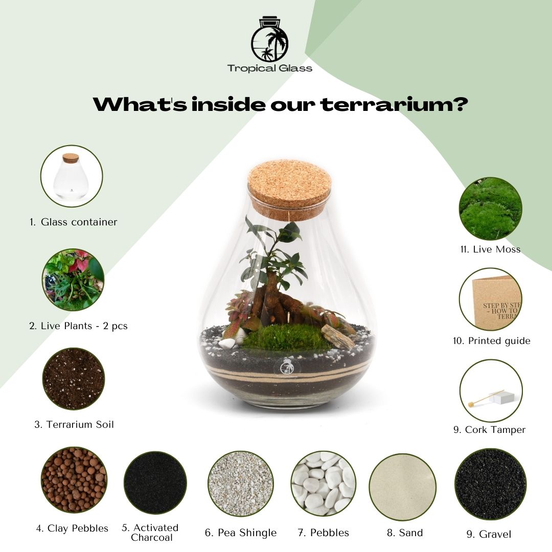 DIY Terrarium Kit: Design Your Own Ficus Bonsai Terrarium H: 25 cm | 'Shanghai'