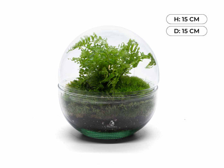 Globe glass terrarium with fern and moss layers
