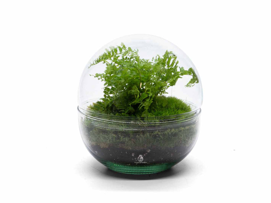 DIY Terrarium Kit Globe Glass and Fern Tropical Glass
