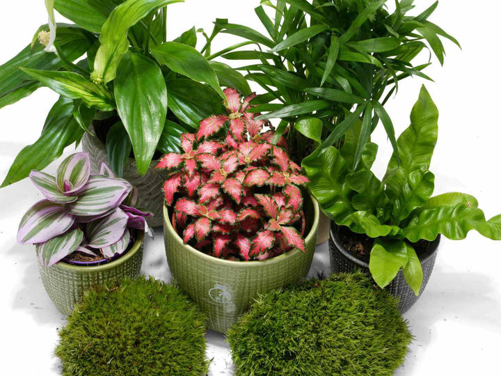 Set of terrarium plants in nursery pots