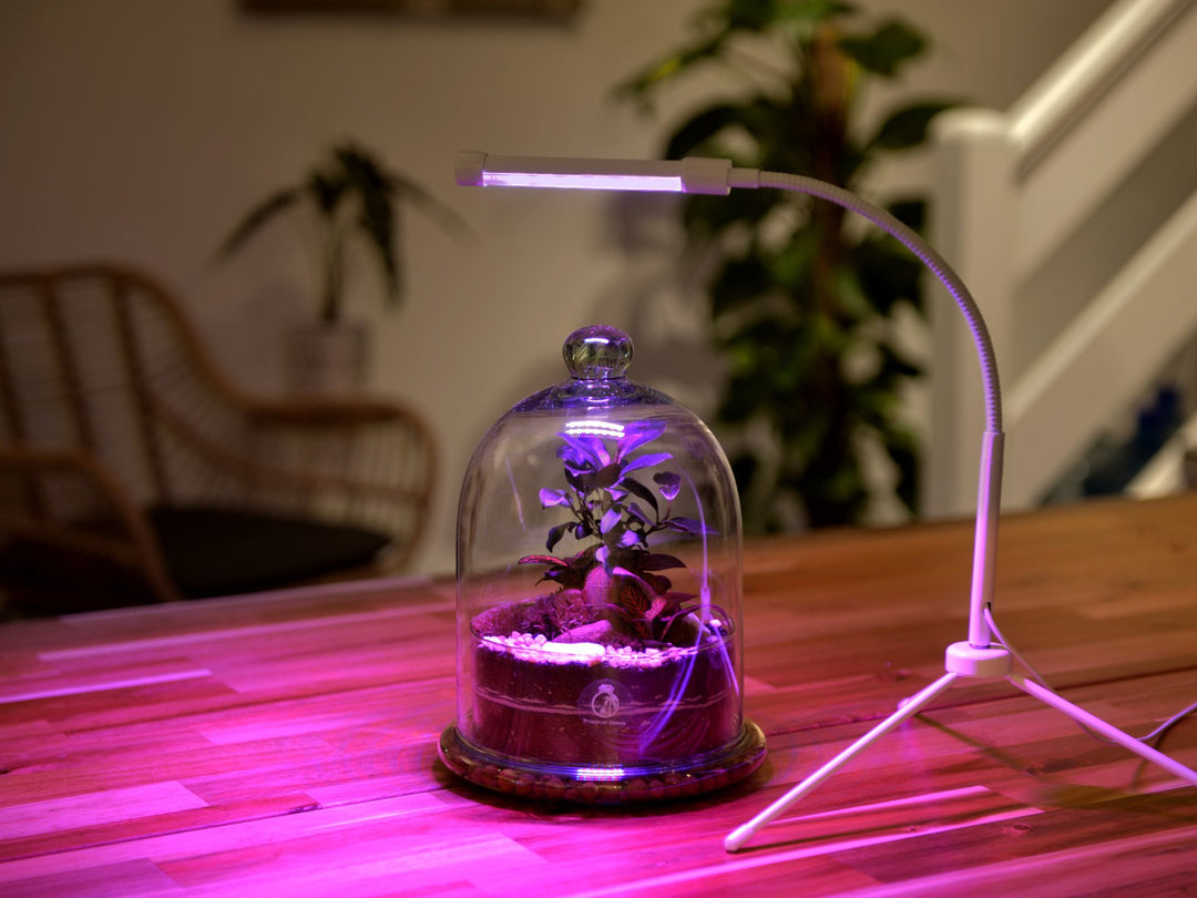 grow light for tropical plants Plant Grow Light: The Ultimate Plant Growth Solution – Tropical Glass