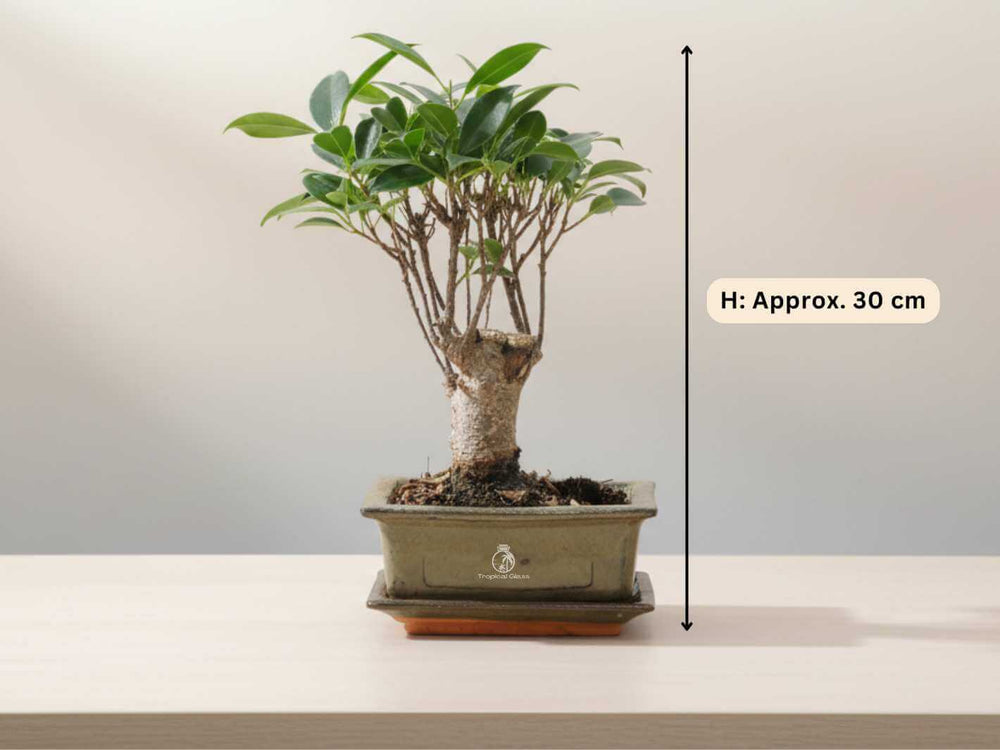 Live bonsai tree with straight trunk and green leaves, decorative house plant