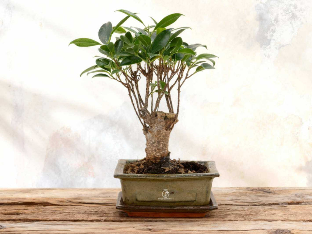 Indoor bonsai plant in ceramic pot, easy to care for and beginner-friendly
