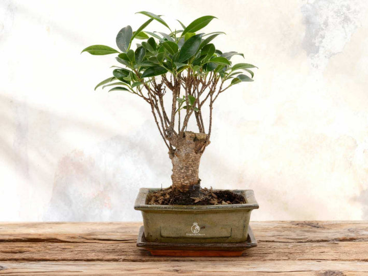 Indoor bonsai plant in ceramic pot, easy to care for and beginner-friendly
