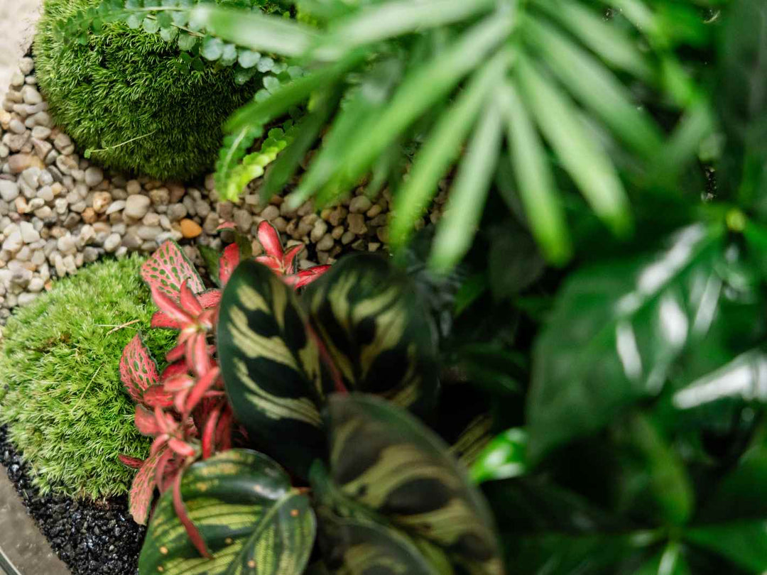 jungle terrarium plants Orb Glass Terrarium with 5 Plants & Moss
