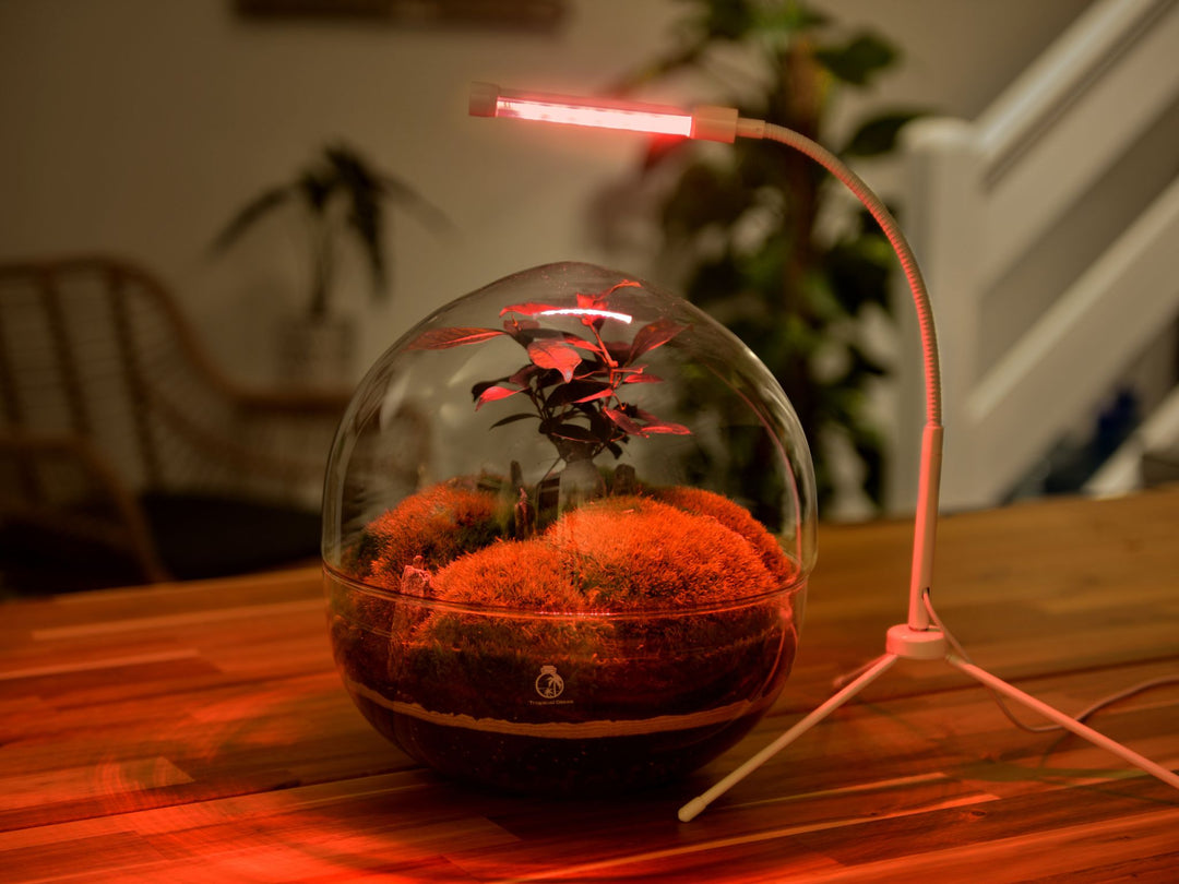 terrarium plant light Plant Grow Light: The Ultimate Plant Growth Solution – Tropical Glass