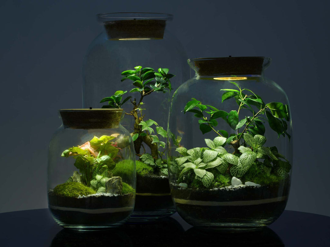 plant light for terrarium LED Cork Terrarium Lid