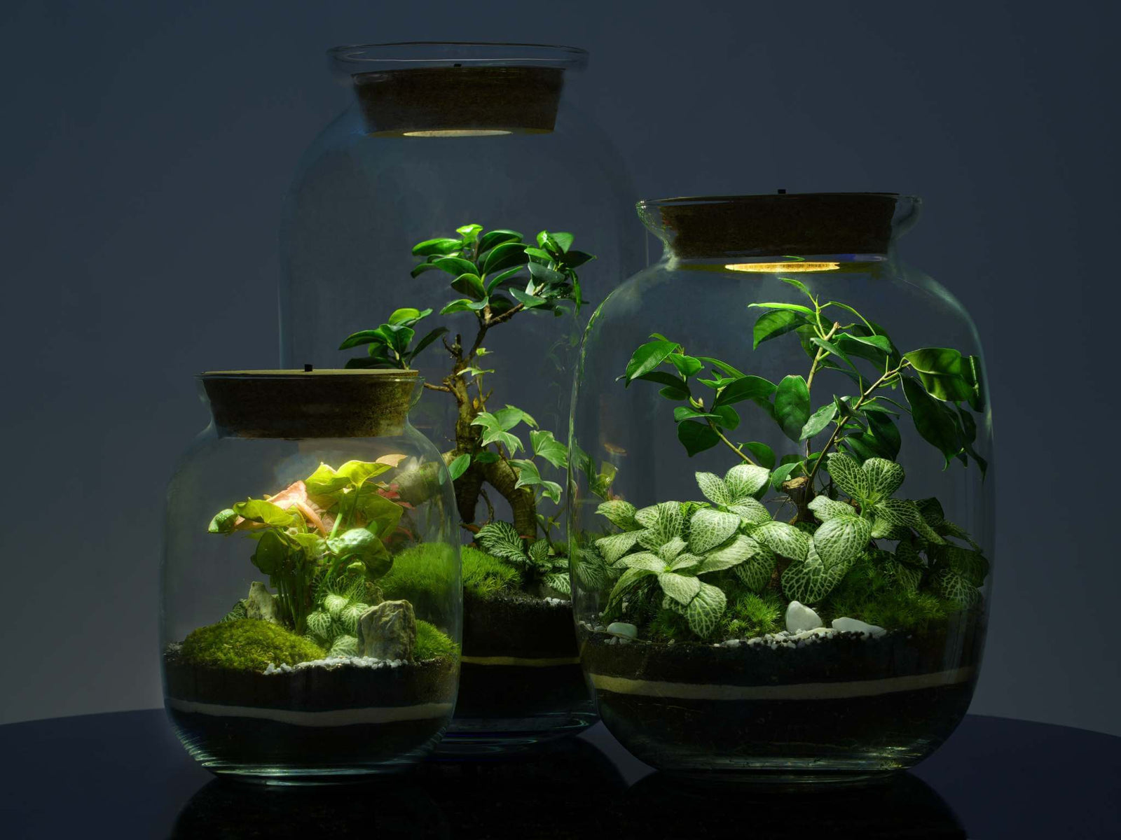 Three beautifully arranged glass terrariums of varying sizes are illuminated by soft LED lights. Each terrarium features lush green plants and decorative moss, creating a serene and elegant display against a dark background.