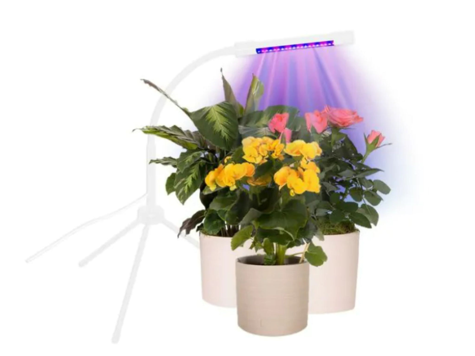 A LED plant grow light is positioned above three potted plants, including vibrant yellow and pink flowers. The light emits a purple glow, enhancing the colors of the plants and providing essential illumination for healthy growth.