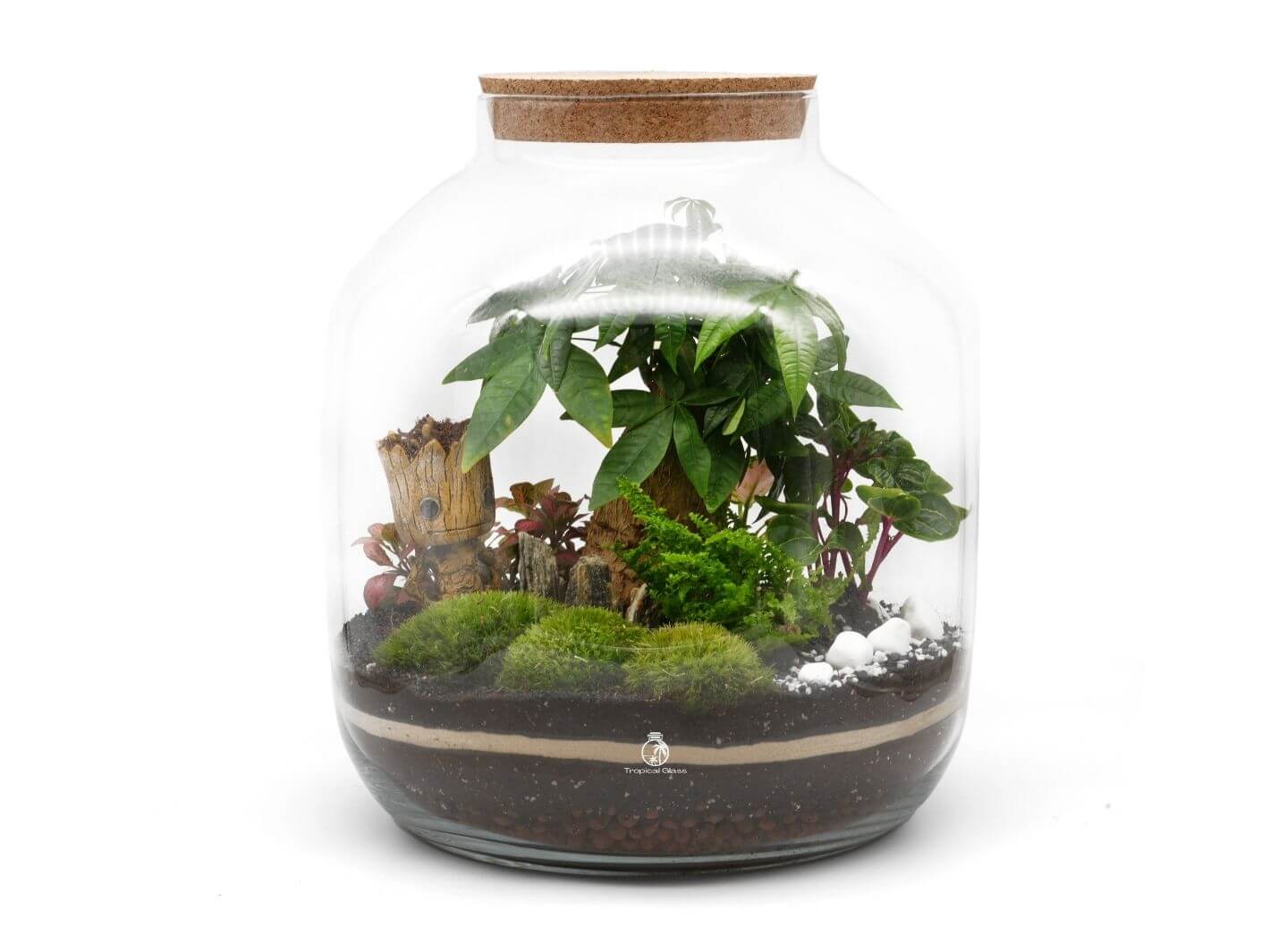 A glass terrarium featuring a variety of lush green plants, including a large leafy plant, moss, and small colorful foliage. The terrarium has a cork lid and layers of soil, creating a vibrant miniature ecosystem.