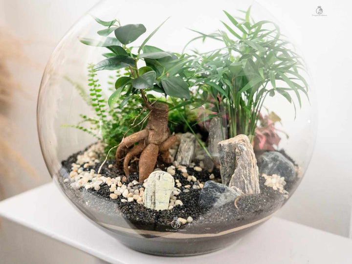 parlor palm in terrarium Large DIY Terrarium Kit with Bonsai - Globe
