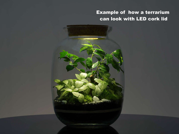 DIY Ficus Bonsai Terrarium Kit  ith 32 cm Glass Jar Self-Sufficient Ecosystem | 'Kuala Lumpur'
