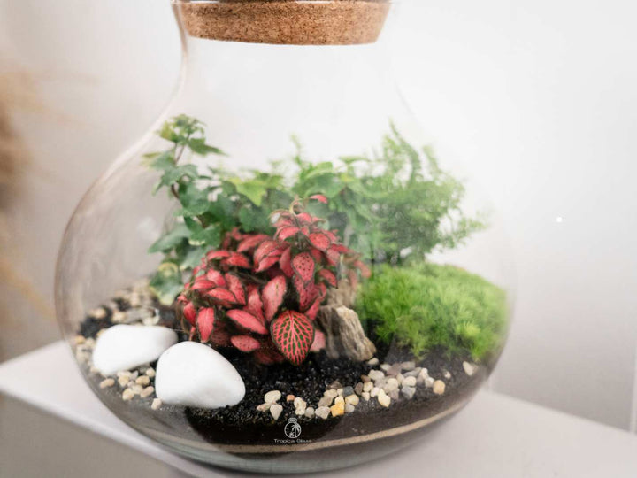 closed terrarium kit with plants Closed Terrarium Kit 'Calgary' H:24cm