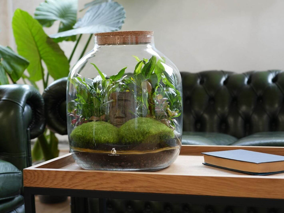 large terrarium with plants Extra Large Plant Terrarium DIY Kit
