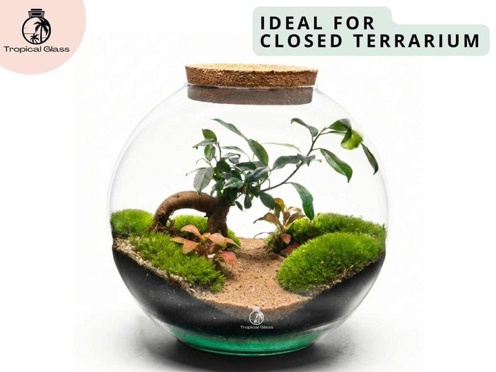Natural earthy desert sand applied as a finishing layer in a Closed Terrarium
