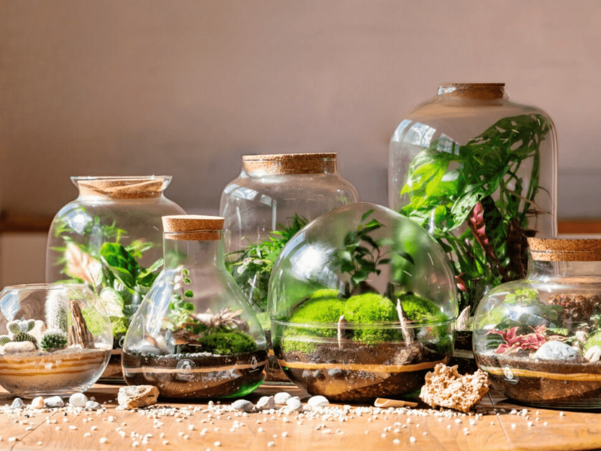 Wide range of terrariums