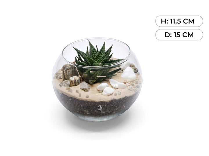 Open DIY Terrarium Kit with Succulent or Cacti | 'Rhodes'