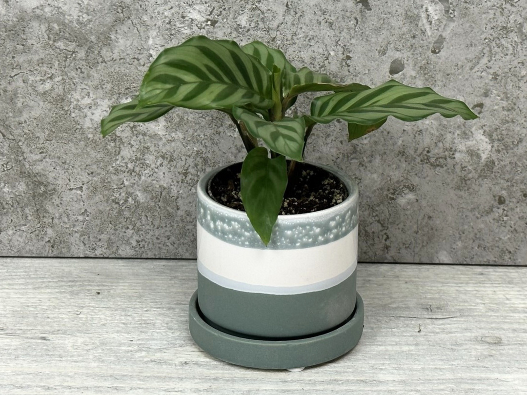 Green Ceramic Plant Pot | 7 cm