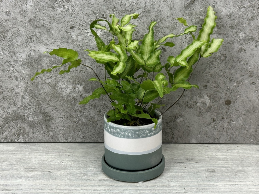 Green Ceramic Plant Pot | 7 cm