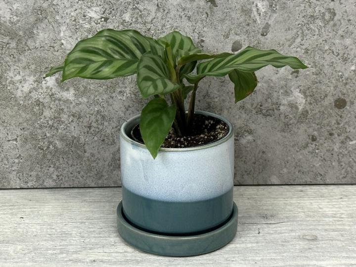 Blue Ceramic Plant Pot | 7 cm