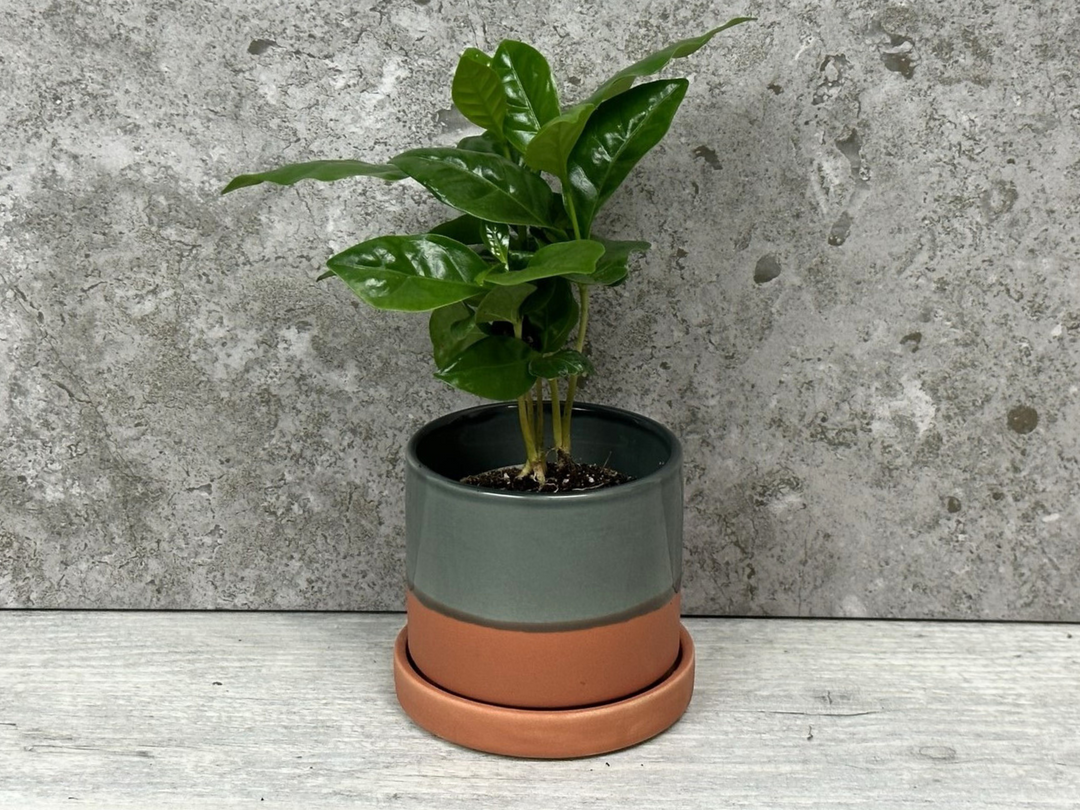 Grey Terracota Ceramic Plant Pot | 7 cm