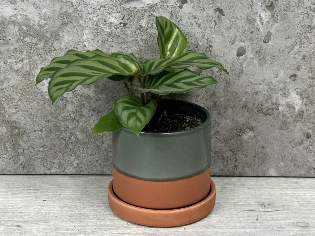 Grey Terracota Ceramic Plant Pot | 7 cm