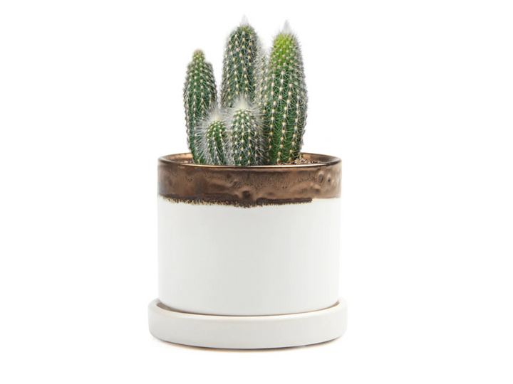 White Bronze Ceramic Plant Pot | 7 cm