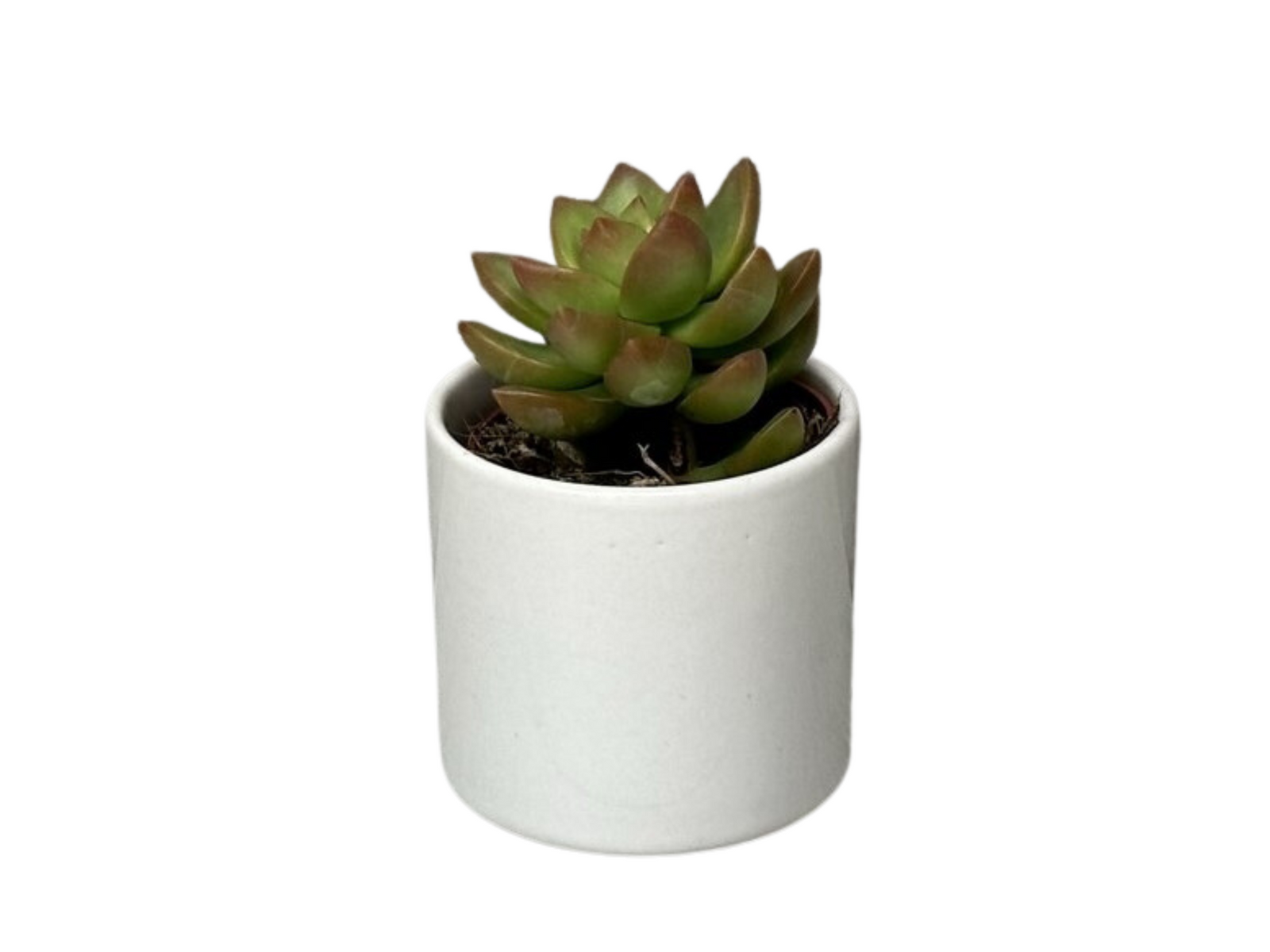 A cream ceramic plant pot holds a small succulent with green and reddish-brown leaves. The pots simple design enhances the plants natural beauty, making it a stylish addition to any indoor space.