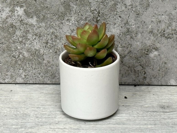 Cream Ceramic Plant Pot | 5.5 cm