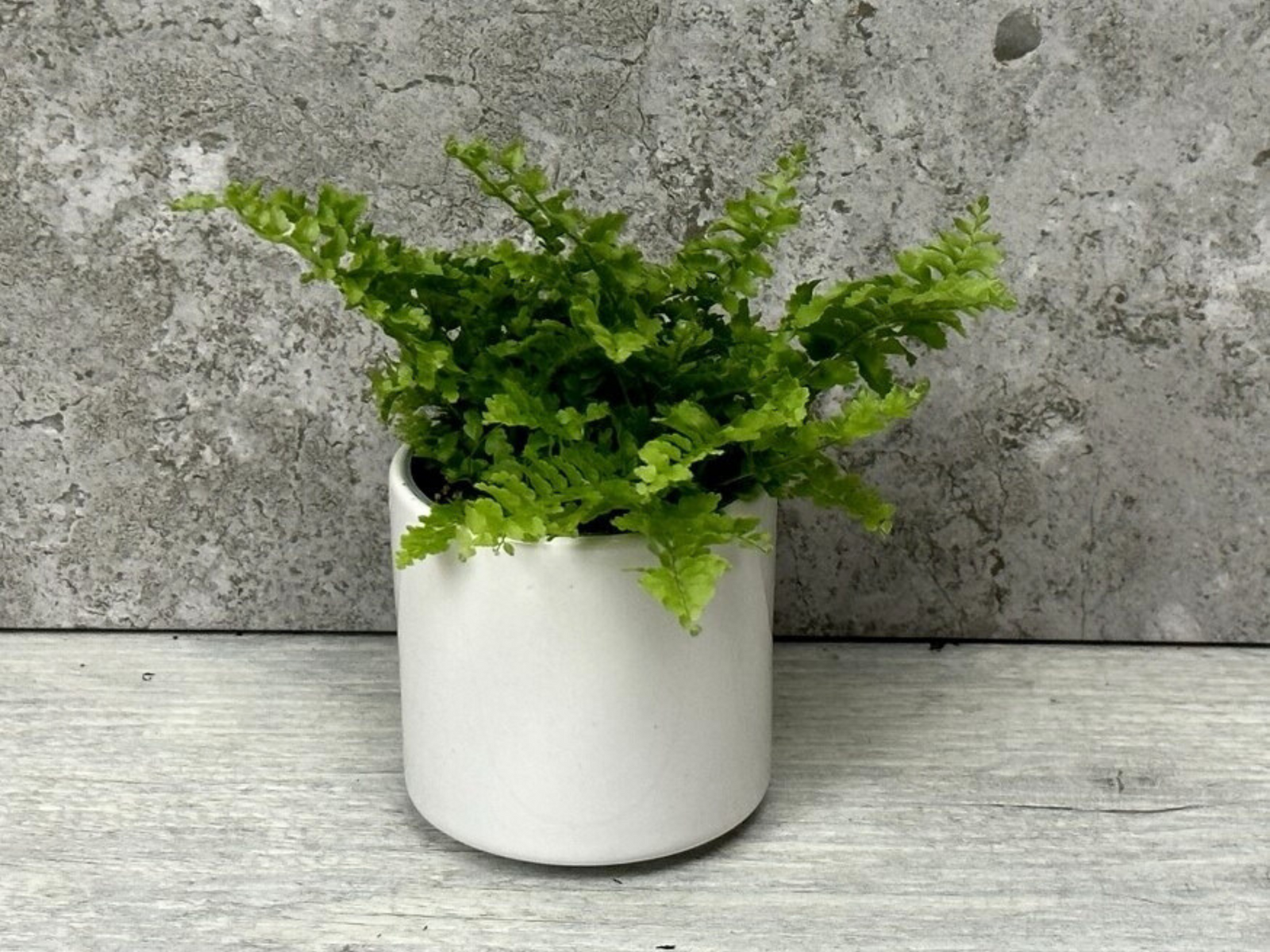 A small green fern plant is nestled in a simple white ceramic pot, resting on a light wooden surface. The background features a textured gray wall, enhancing the plants vibrant color and the pots minimalist design.