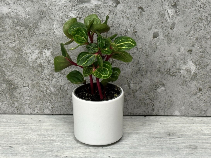 Cream Ceramic Plant Pot | 5.5 cm