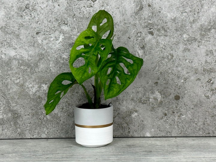 White & Gold Plant Pot | 5.5 cm