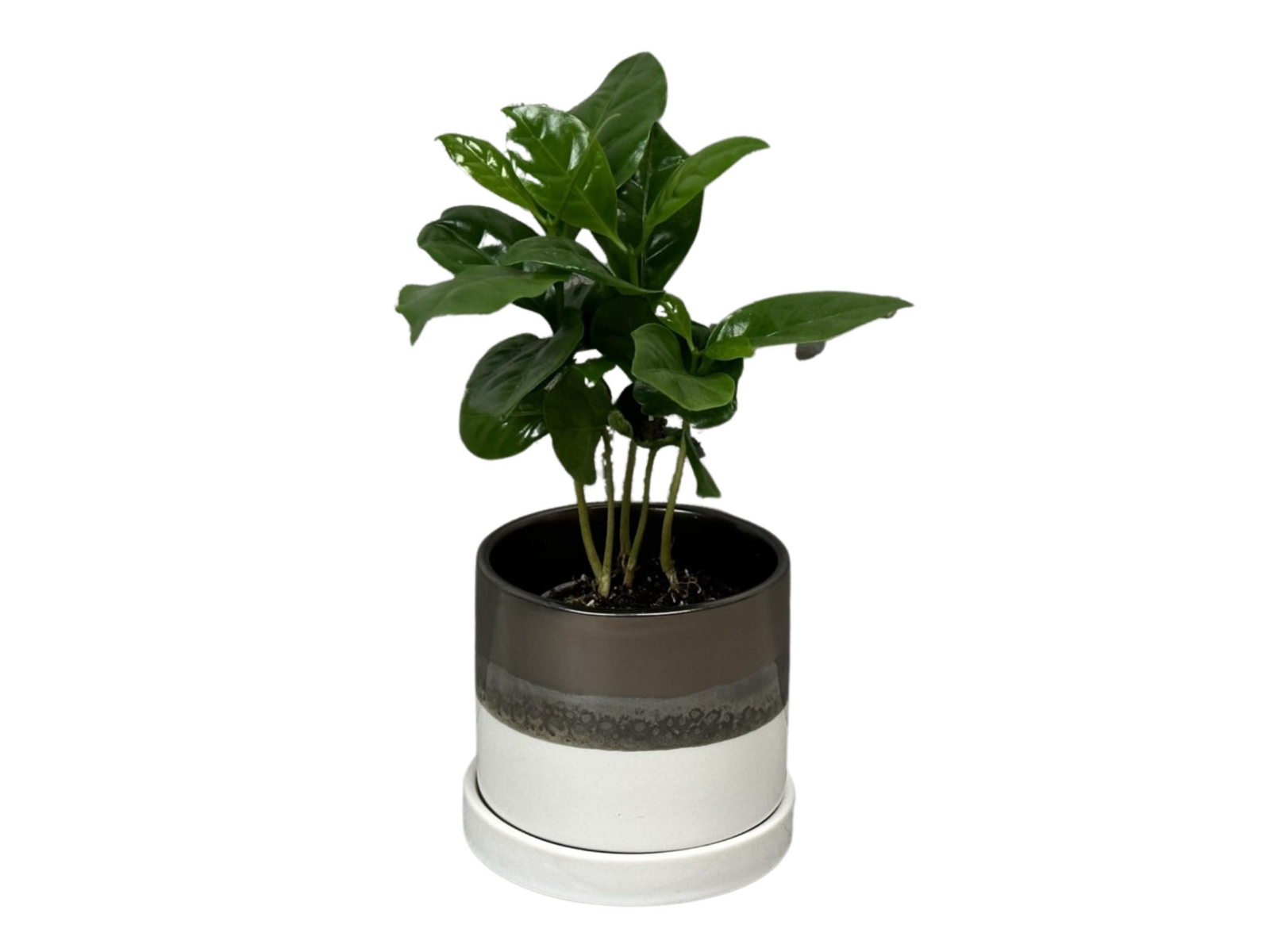 A healthy Coffee Plant with glossy dark green leaves is displayed in a modern two-tone pot. The pot features a dark gray upper section and a white base, sitting on a matching saucer to catch excess water.