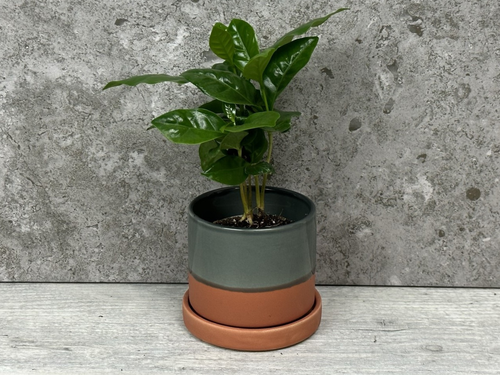 A small Coffee Plant with glossy dark green leaves is displayed in a two-tone ceramic pot, featuring a gray upper section and a terracotta base. The plant is positioned on a light wooden surface against a textured gray background.