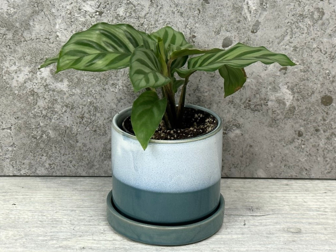 calathea freddie prayer plant Calathea Freddie