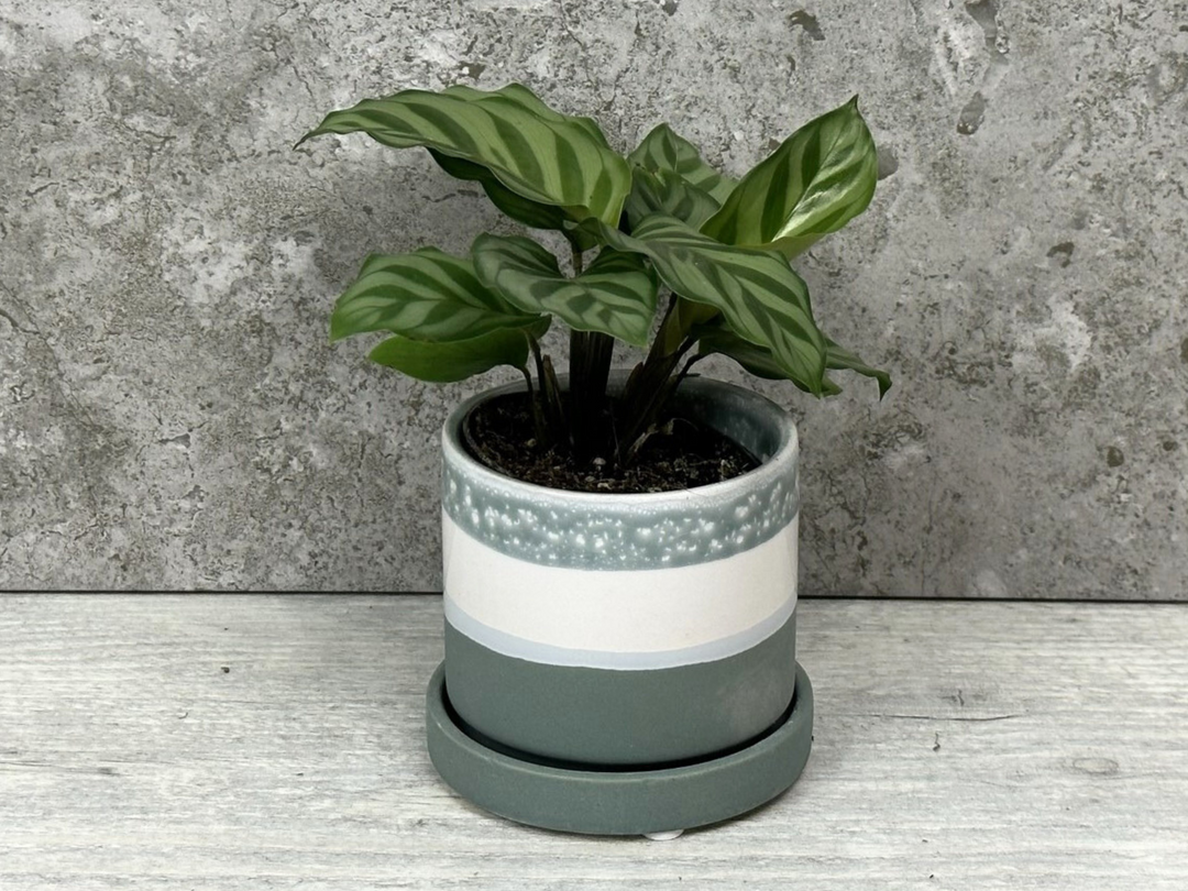 prayer plant freddie Calathea Freddie