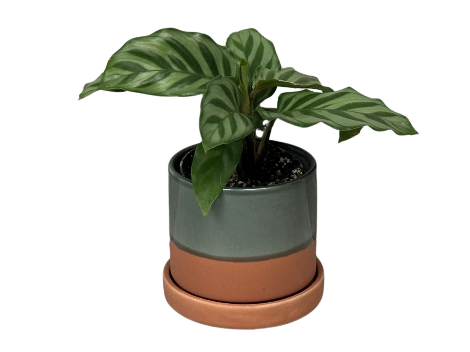A vibrant Calathea Freddie plant with striking striped green leaves is displayed in a two-tone decorative pot. The pot features a gray upper section and a terracotta lower section, resting on a matching saucer.
