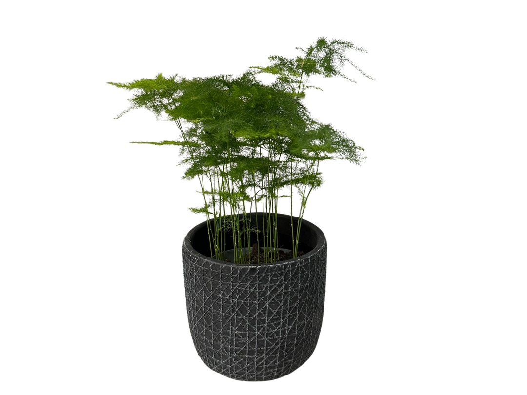 Terrarium Plant Asparagus Nanus