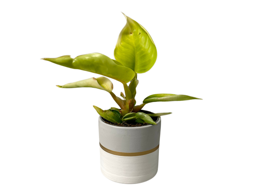 philodendron uk Philodendron Moonshine