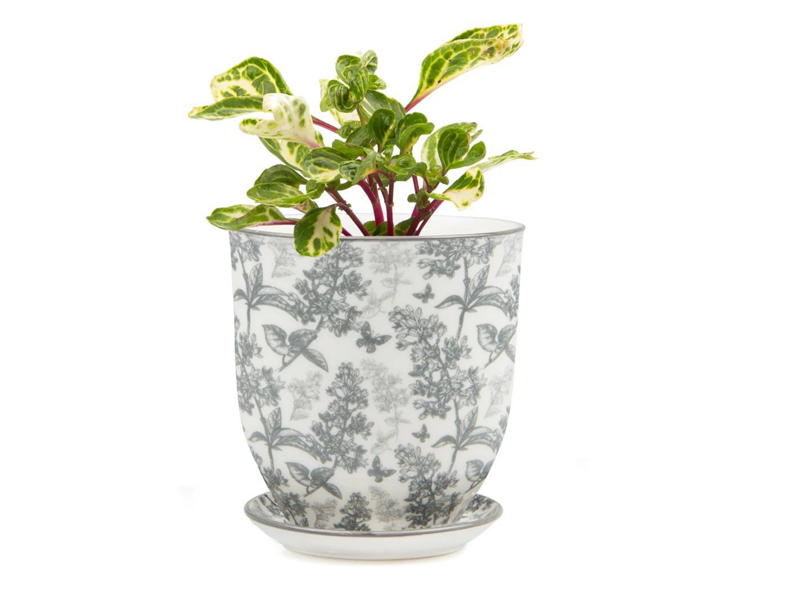 A decorative ceramic pot featuring a floral design in gray and white holds a lush green plant with variegated leaves. The pot sits on a matching saucer, adding an elegant touch to any indoor space.