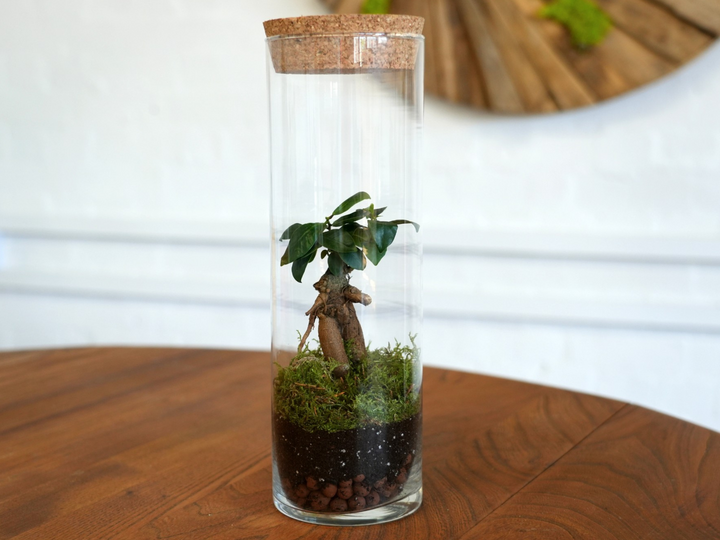 A Tropical Glass fully-assembled Tokyo terrarium with a plant inside of it.
