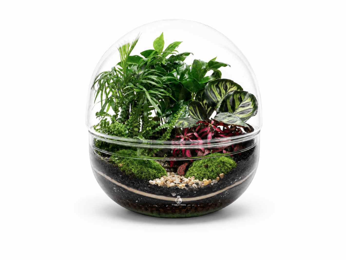 A beautifully arranged terrarium features a variety of lush green plants, including ferns and colorful foliage, inside a transparent dome.