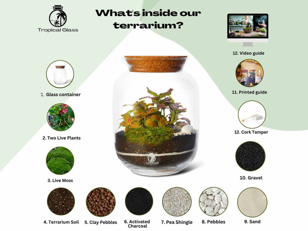 A visually appealing DIY terrarium kit showcases a glass container with a wooden lid, filled with vibrant plants, soil, and decorative pebbles.